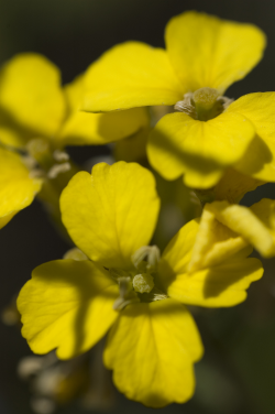 Photo taken at the Bonny Doon Ecological Reserve © 2007 Dylan Neubauer. 